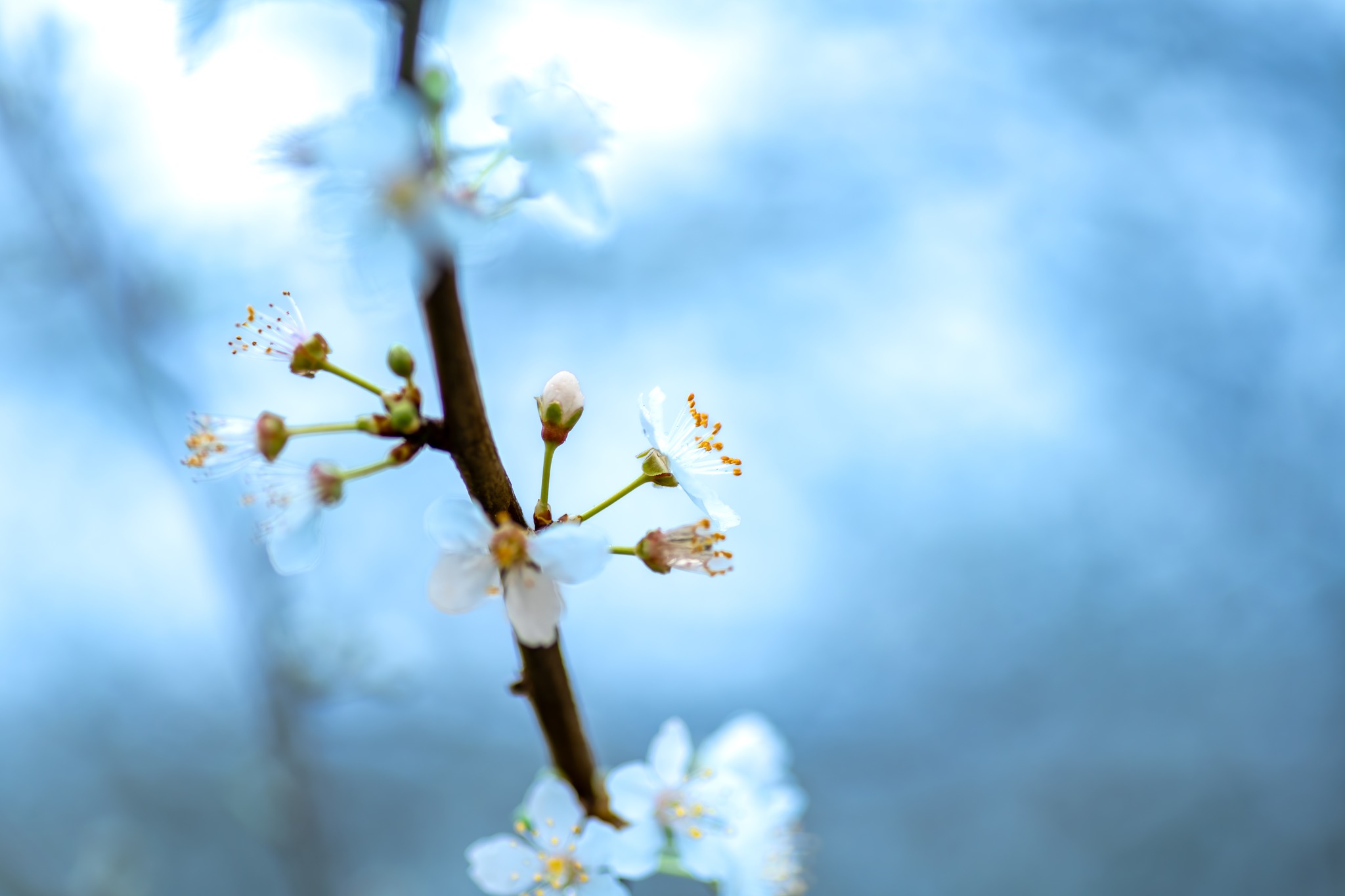 Close-up of white cherry blossom